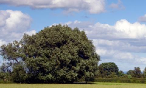 Rural Countryside